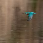 Eisvogel im Flug