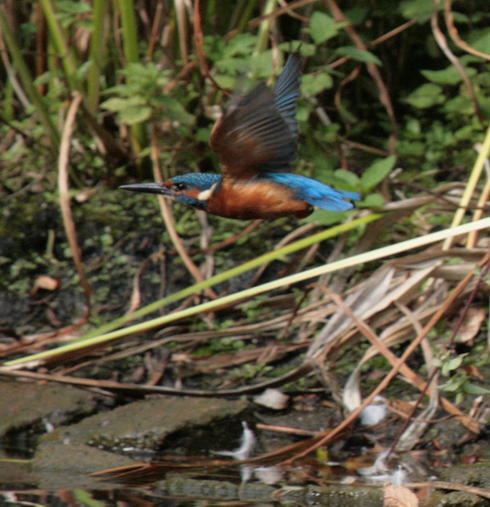 Eisvogel im Flug