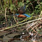 Eisvogel im Flug