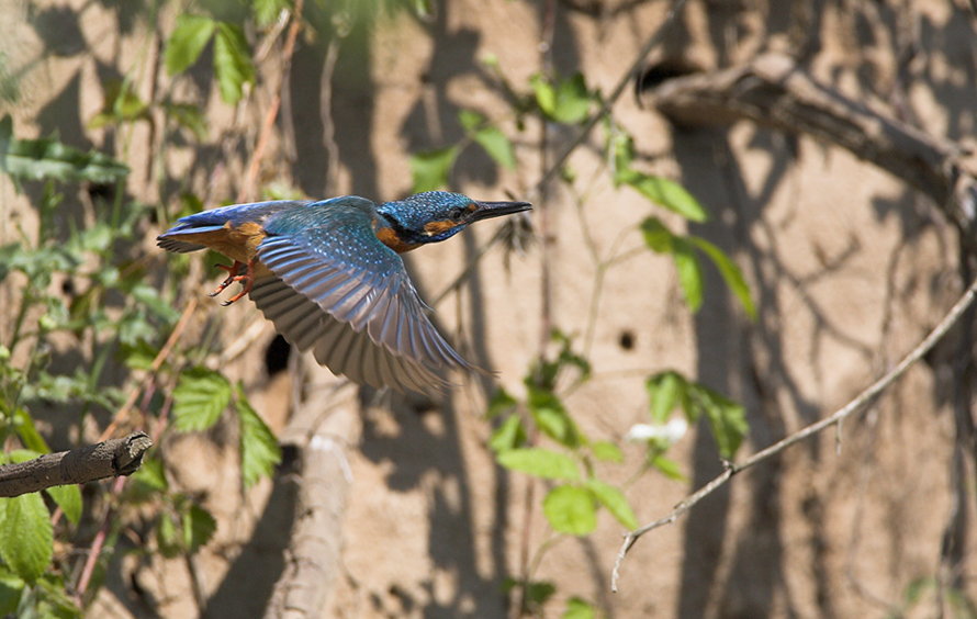 Eisvogel im Flug II