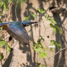 Eisvogel im Flug II