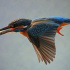 Eisvogel im Flug (leicht bearbeitet)