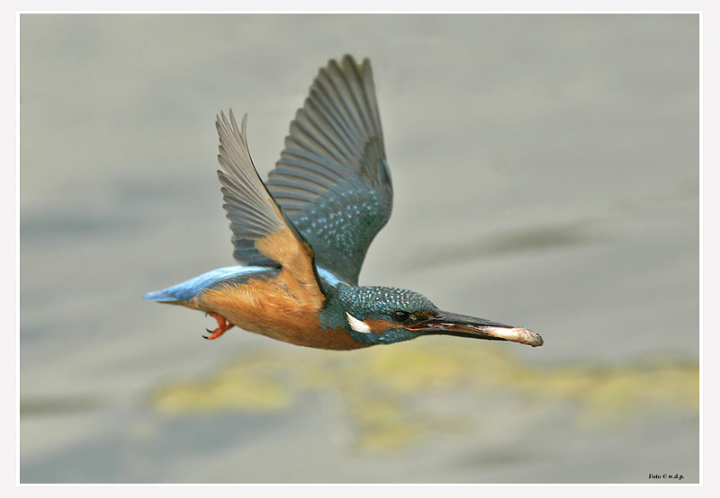 " Eisvogel im Flug mit Beute "