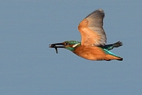 Eisvogel im Flug mit Fisch