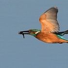 Eisvogel im Flug mit Fisch