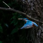 Eisvogel im Flug mit Fisch