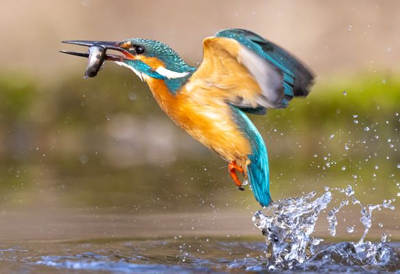 Eisvogel im Flug mit Fisch