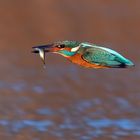 Eisvogel im Flug mit Fisch