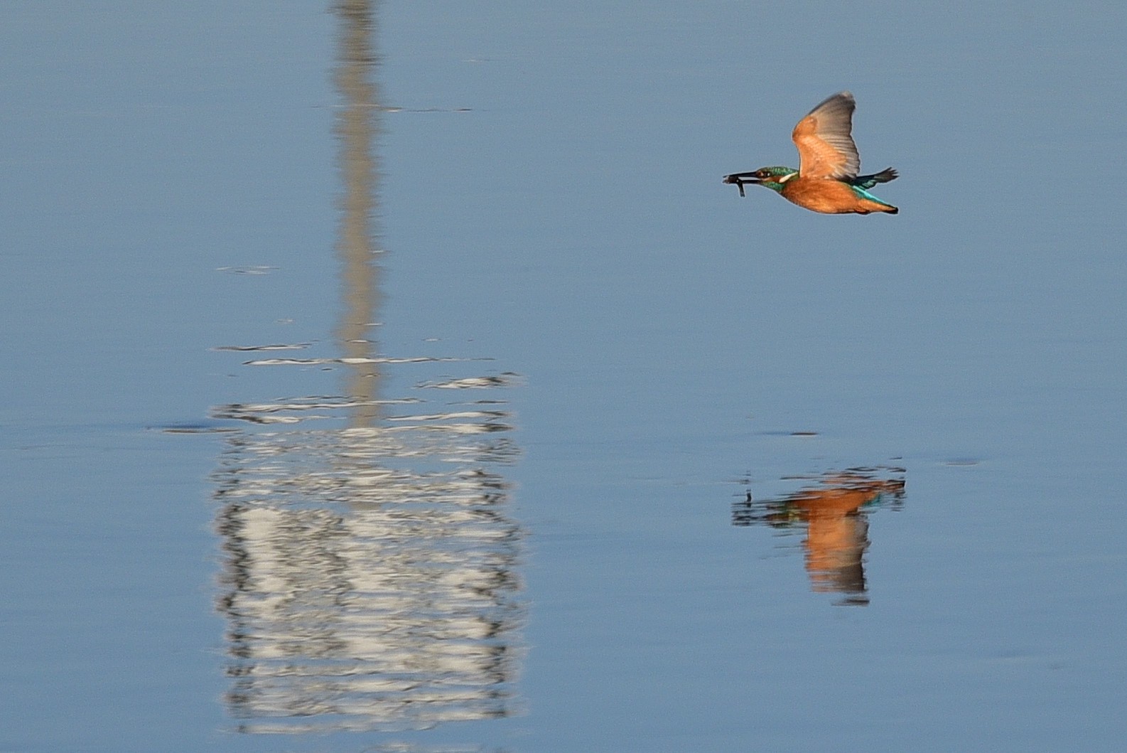 Eisvogel im Flug mit Fisch mit Spiegelung