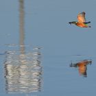 Eisvogel im Flug mit Fisch mit Spiegelung