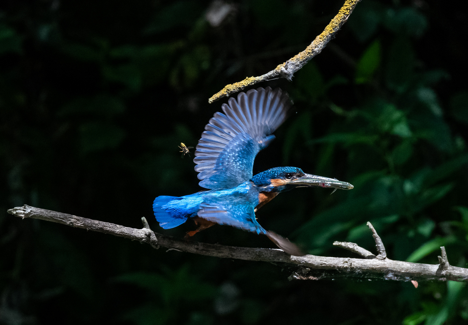 Eisvogel im Flug mit Fisch und Wespe