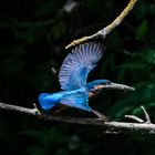 Eisvogel im Flug mit Fisch und Wespe