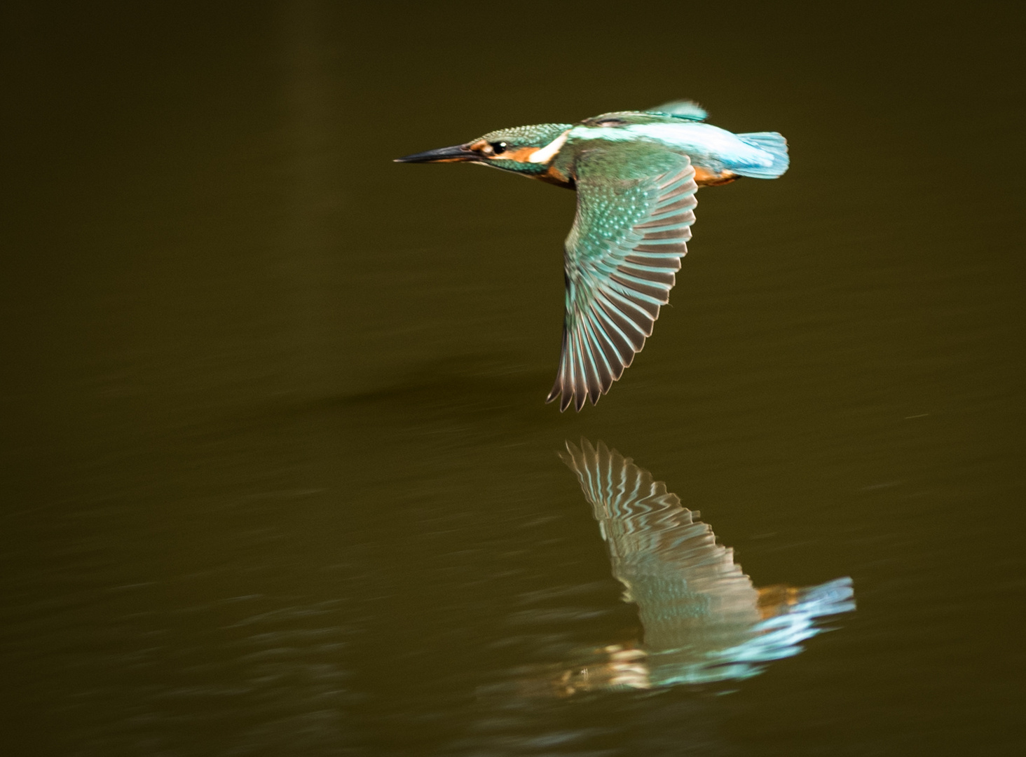 Eisvogel im Flug zu seinem nächsten Stützpunkt