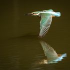 Eisvogel im Flug zu seinem nächsten Stützpunkt