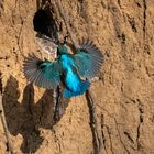 Eisvogel im Flug zur Bruthöhle