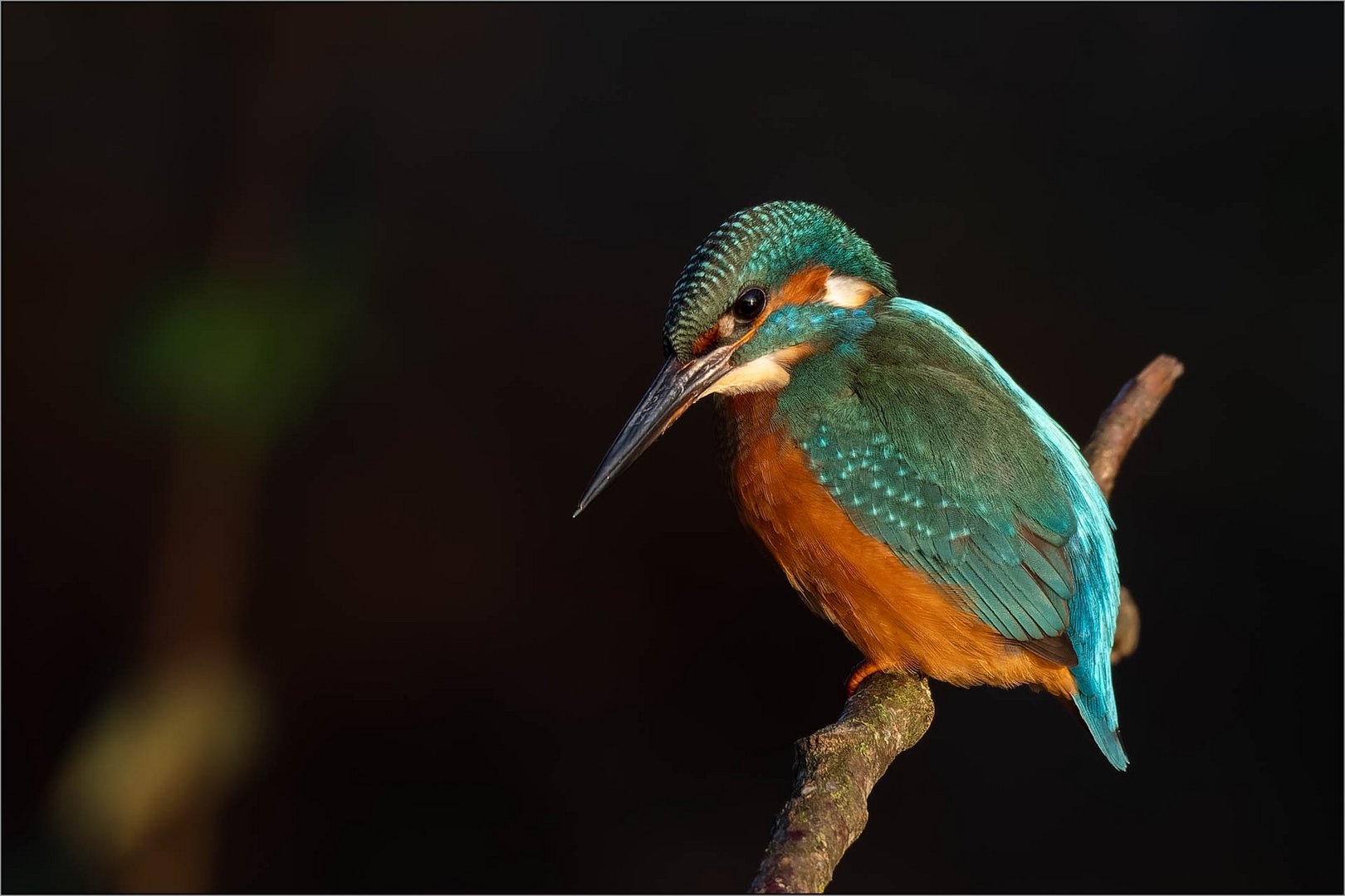 Eisvogel im frühen Morgenlicht