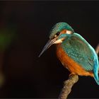 Eisvogel im frühen Morgenlicht