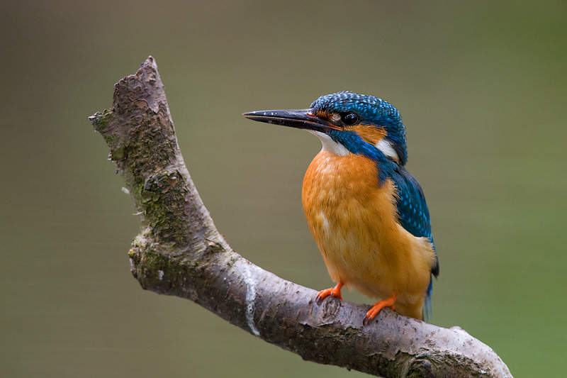 Eisvogel im Frühjahr 2009