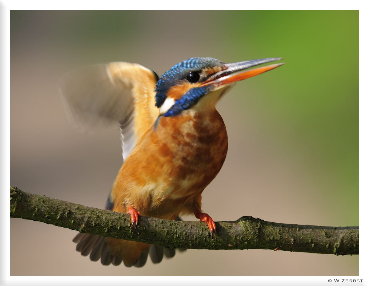 - Eisvogel im Frühling - /Alcedo atthis )