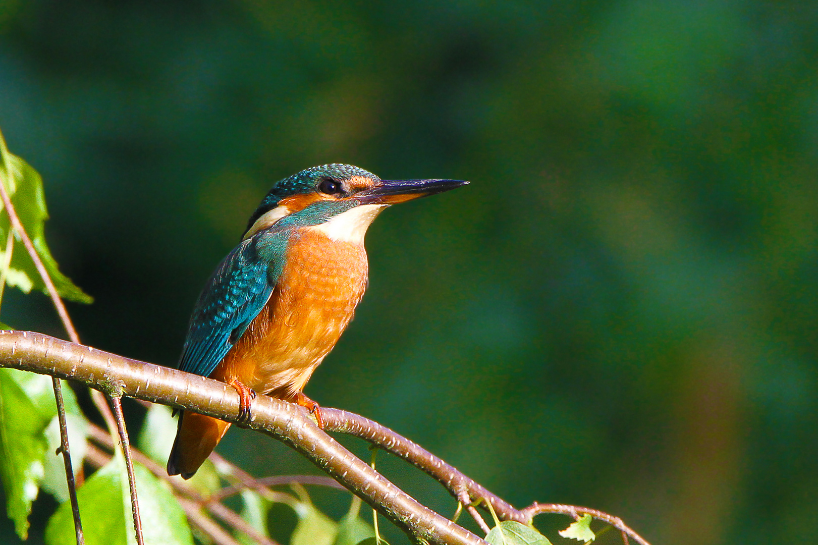 Eisvogel im Garten