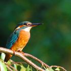 Eisvogel im Garten