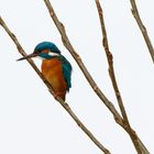 Eisvogel im Geäst