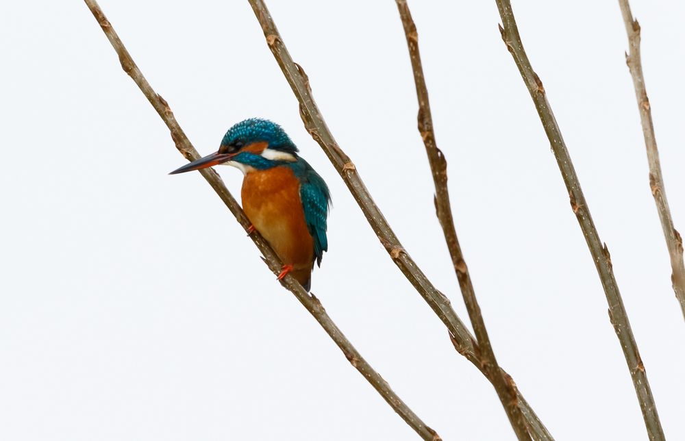 Eisvogel im Geäst