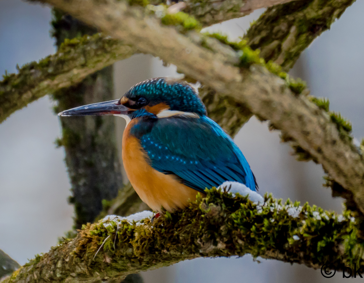 Eisvogel im Geäst