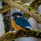 Eisvogel im Geäst