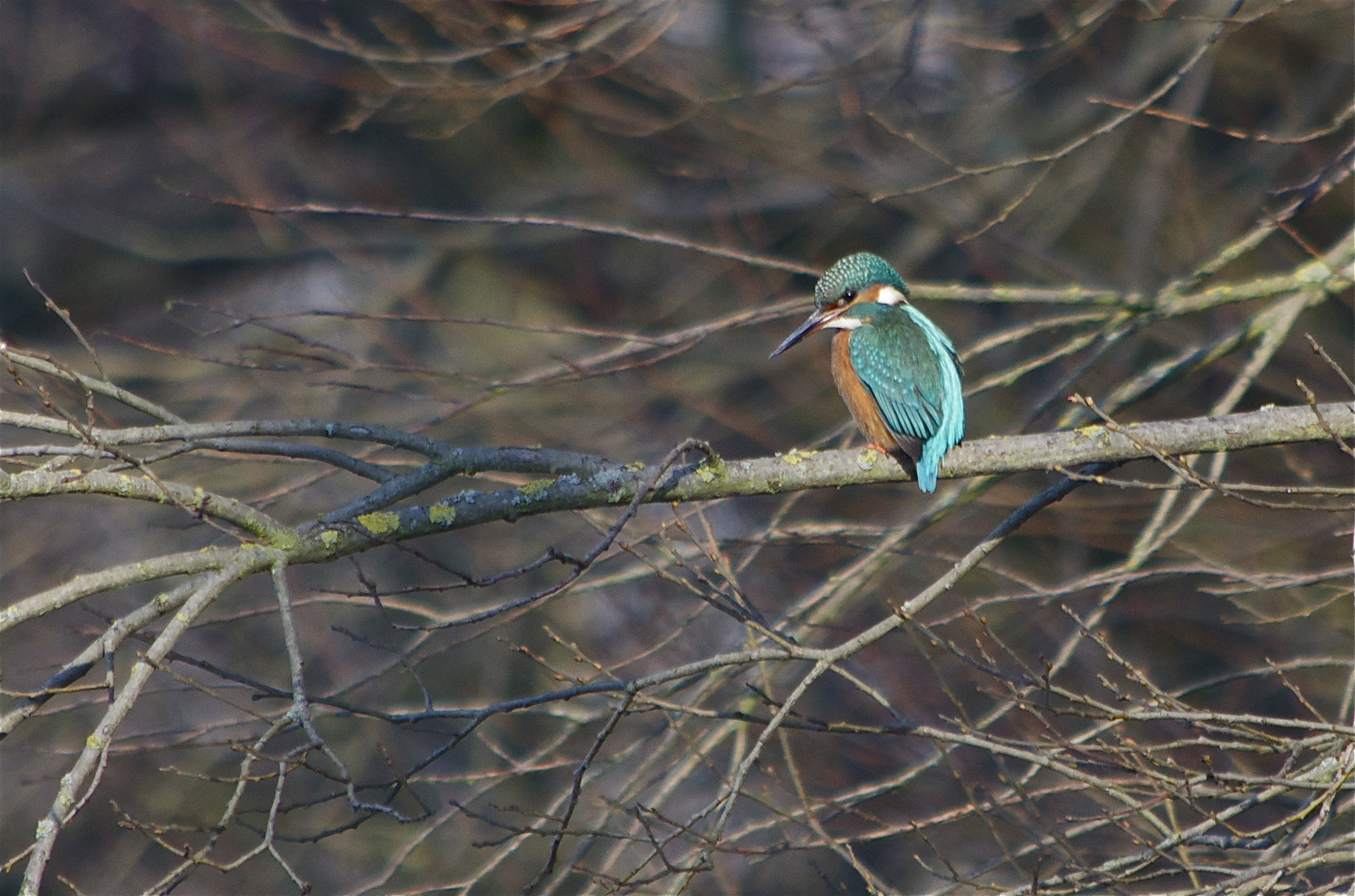 Eisvogel im Geäst