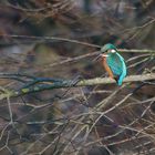 Eisvogel im Geäst