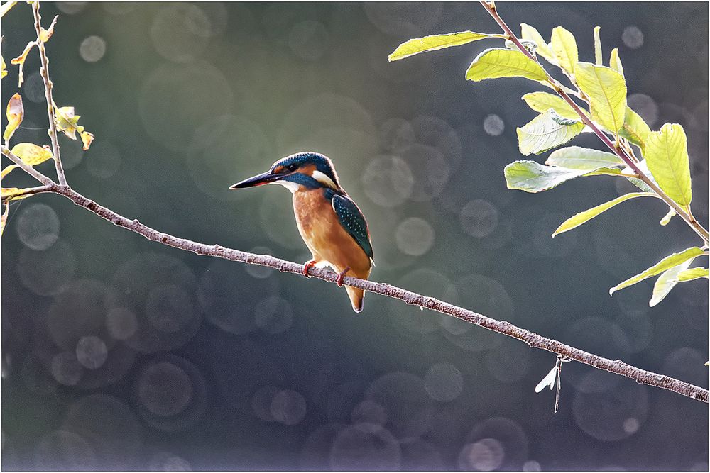 Eisvogel im Gegenlicht