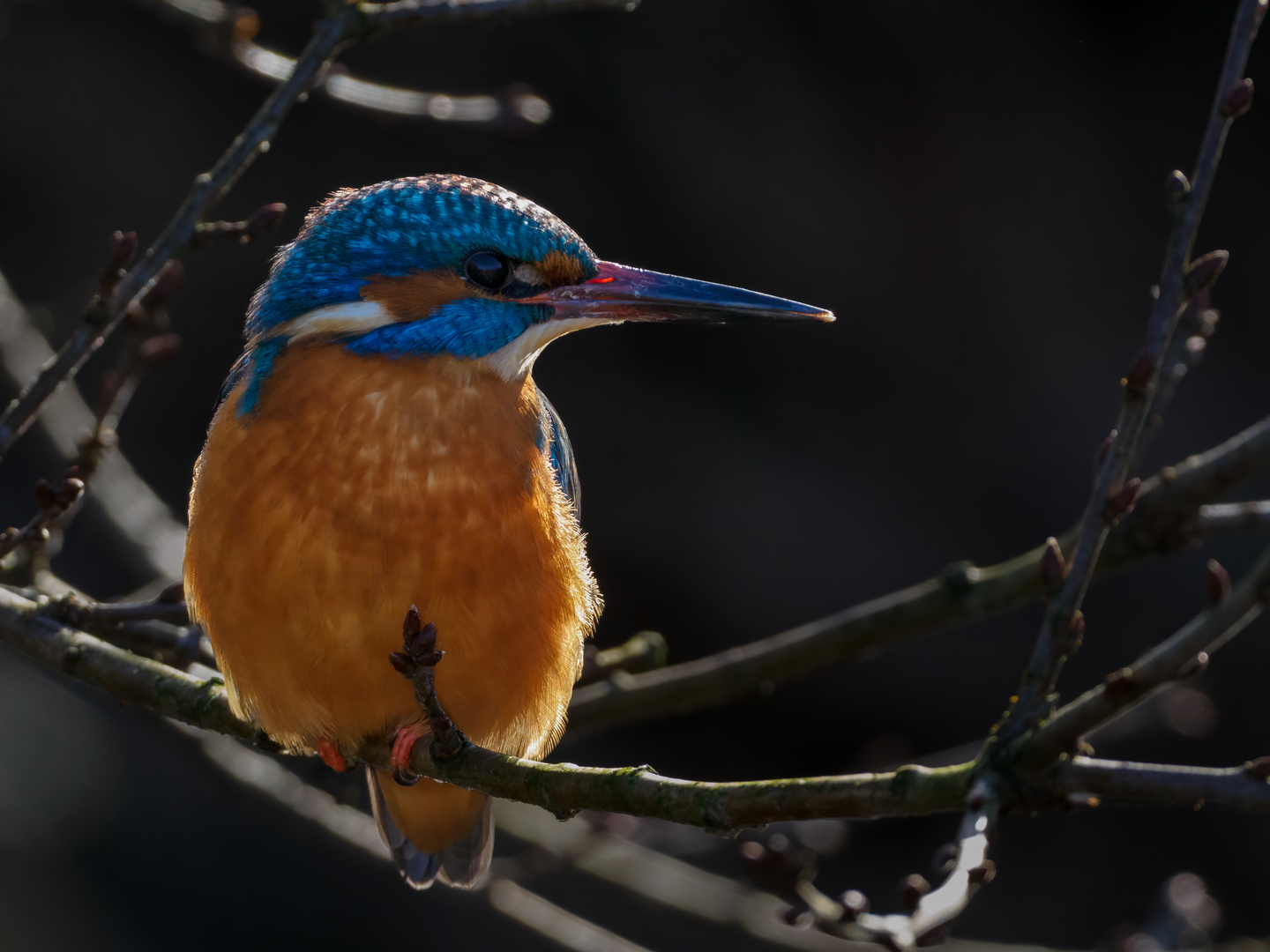 Eisvogel im Gegenlicht