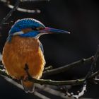 Eisvogel im Gegenlicht