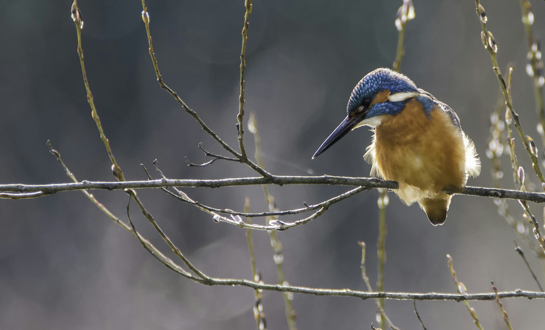 Eisvogel  im Gegenlicht