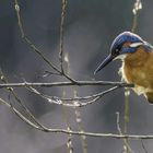 Eisvogel  im Gegenlicht