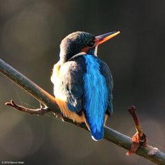 Eisvogel im Gegenlicht