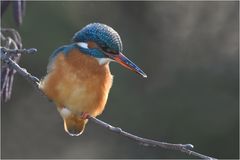 Eisvogel im Gegenlicht