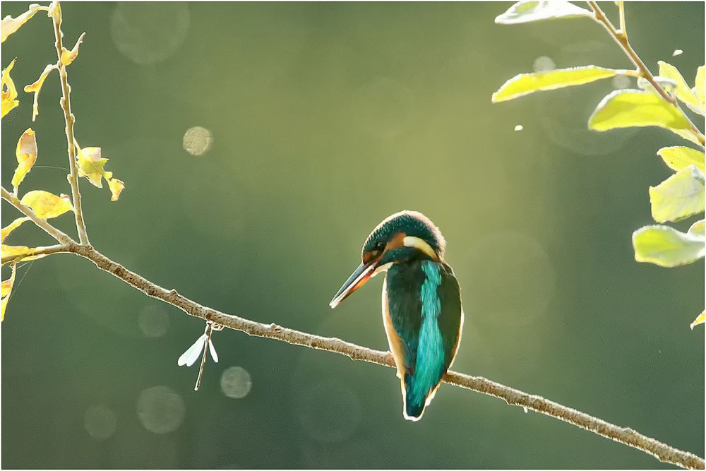 Eisvogel im Gegenlicht