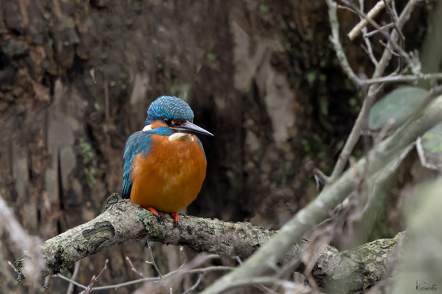 Eisvogel im Gestrüpp