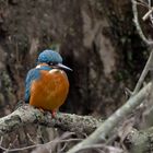 Eisvogel im Gestrüpp