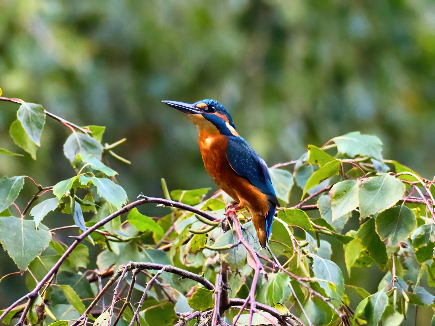 Eisvogel im Grünen