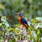 Eisvogel im Grünen