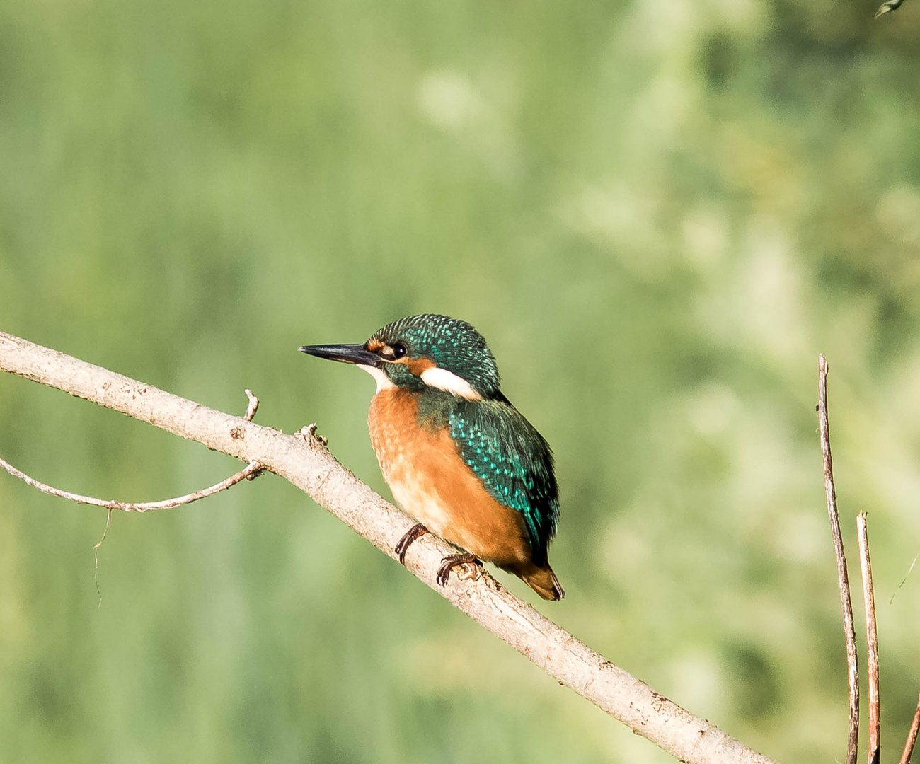 Eisvogel im Grünen