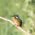 Eisvogel im Grünen