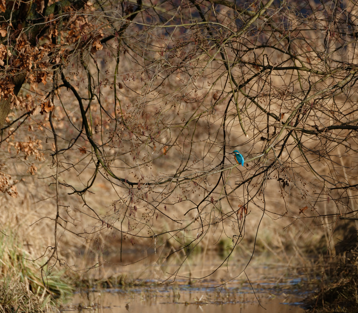 Eisvogel im Habitat