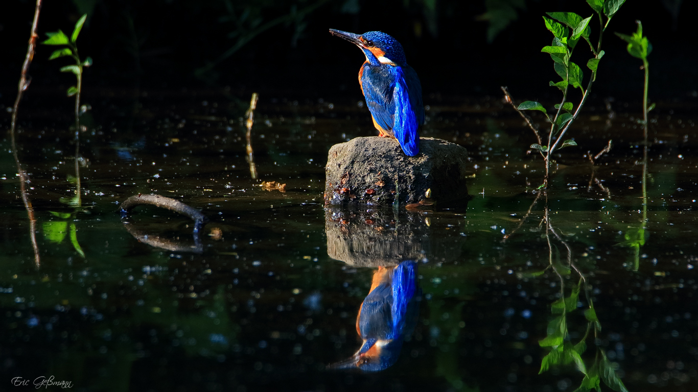 Eisvogel im Habitat