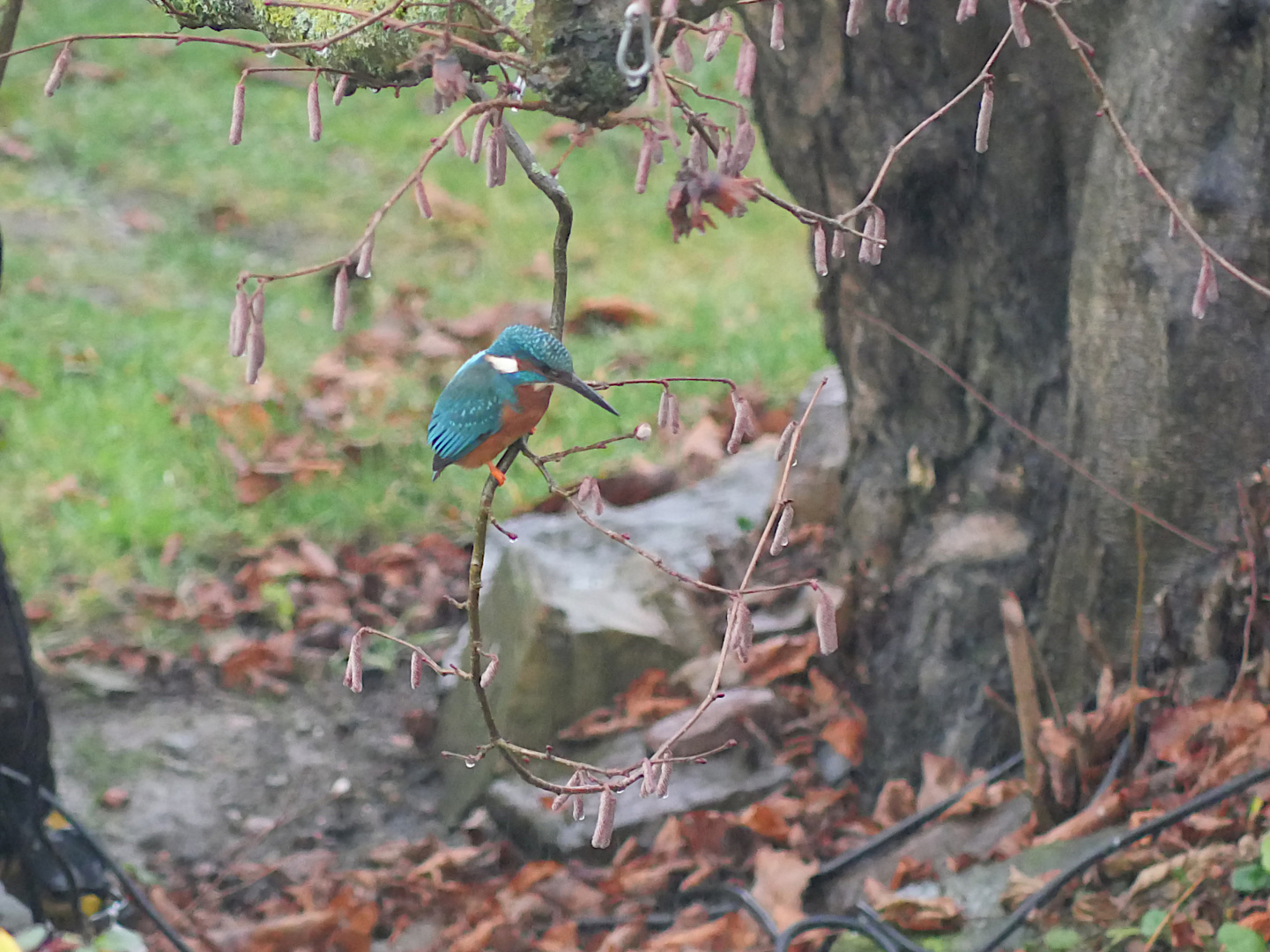 Eisvogel im Haselnussstrauch über dem Teich