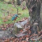 Eisvogel im Haselnussstrauch über dem Teich