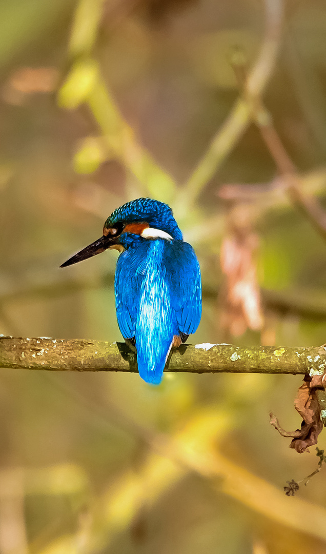 Eisvogel im Herbst 2